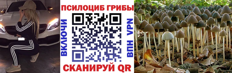 Псилоцибиновые грибы ЛСД купить закладку Черняховск